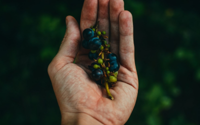 Agriculture biologique 2024 : surfaces en hausse, défis et technologies clés