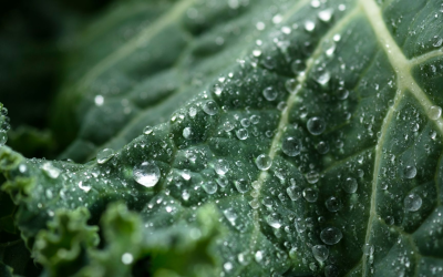 Agriculture bio futuriste: robots, biostimulants et carbone réinventent nos champs