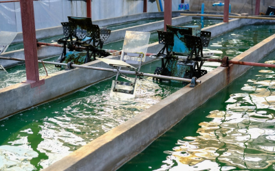 Compléments alimentaires 2024 le futur déjà encapsulé dans chaque gélule