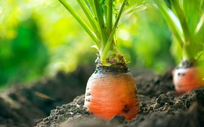 Bio 2024: innovations, chiffres clés et défis de l’agriculture verte